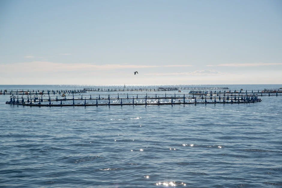 Senegal's Fishing Communities Embrace Sustainable Aquaculture