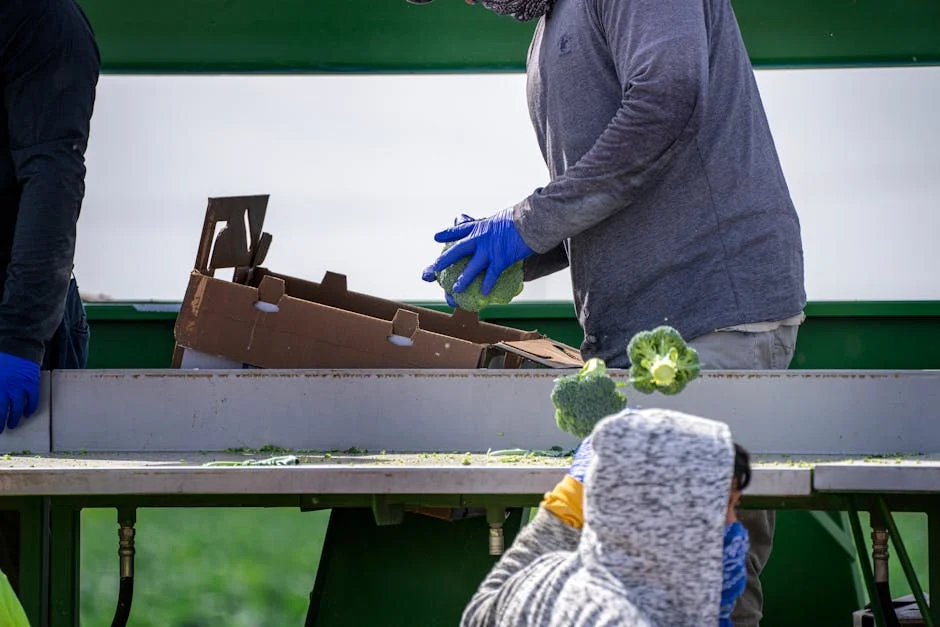 Senegal's Vital Vegetable Farms: A Lifeline for Britain's Markets — Technology Innovation