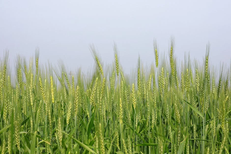 SG Launches Sugarcane Outreach Amid Opinion Poll Surge — Politics Governance