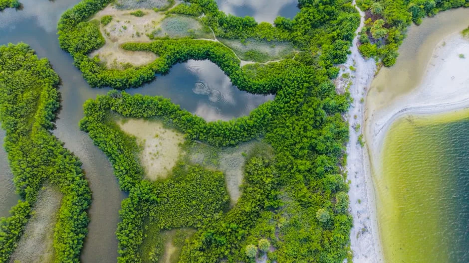Sierra Leone Loses 40% of Mangroves — Oyster Harvesters Pay the Price — Politics Governance
