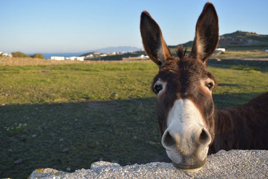 South Africa Halts Donkey Skin Trade — Nigeria Must Act Now — Economy Business