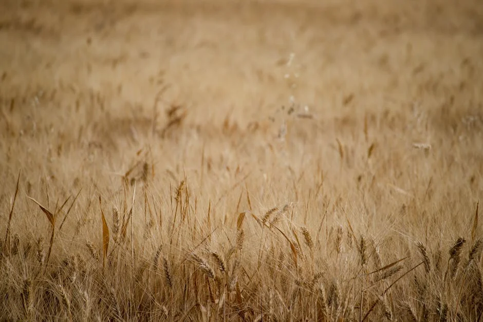 South Africa Halts Wheat Imports Amid Currency Crisis — Economy Business