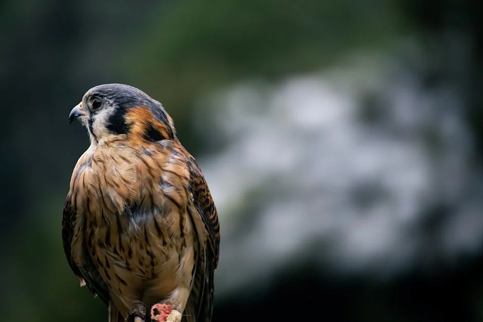 South Africa’s Hawks Chief Defies Critics Over Cocaine Theft — Politics Governance