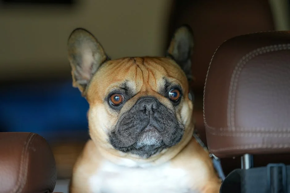 The French Chronicles: Uncovering the Devastation in Darfur and Its Impact — Politics Governance