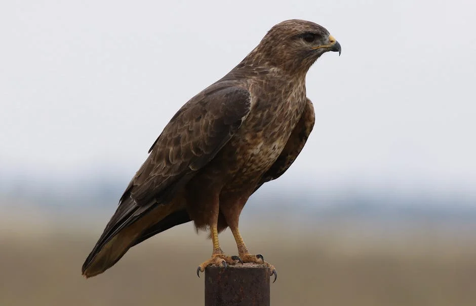 Tshwane Council Leaves Complaint Against CFO Moya Hanging — What It Means for Governance — Economy Business