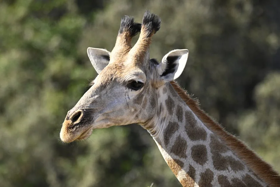 Western Cape Launches App to Report Potholes and Faulty Traffic Lights — Here's What It Means