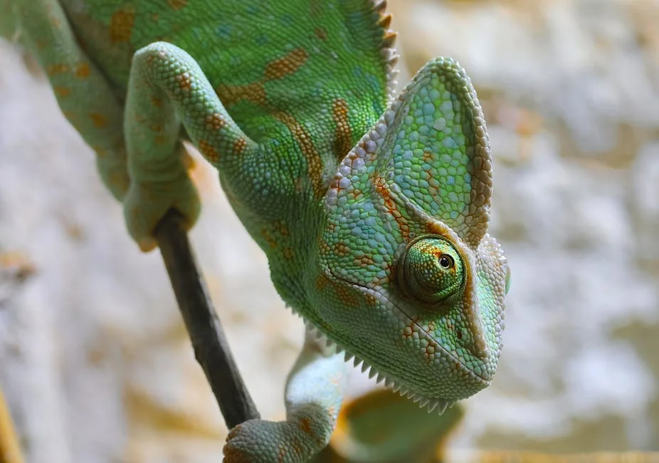 Zelensky Dismisses Moscow's Claims of Nuclear Arms Delivery — Economy Business